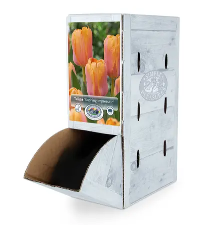 Tulipa Darwin Hybrid Blushing Impression | 80 pce - image 2