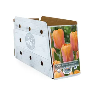 Tulipa Darwin Hybrid Blushing Impression | Cappers 5 x 20 - image 2