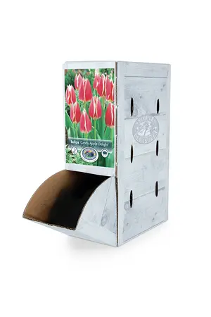 Tulipa Darwin Hybrid Candy Apple Delight | 80 pce - image 2