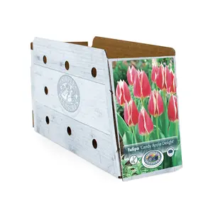 Tulipa Darwin Hybrid Candy Apple Delight | Capper 20 x 5 - image 2