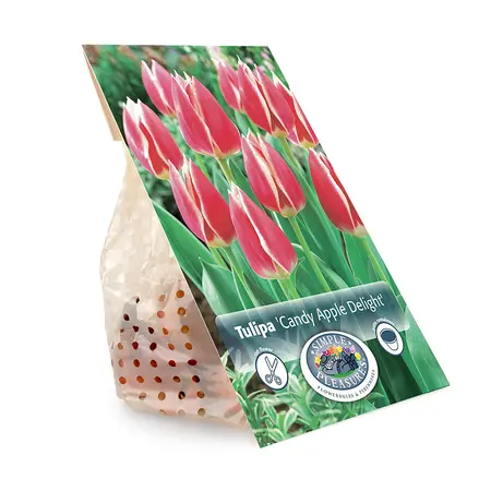 Tulipa Darwin Hybrid Candy Apple Delight | Capper 20 x 5 - image 3