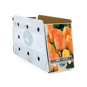 Tulipa Darwin Hybrid Daydream | Cappers 5 x 20 - image 2