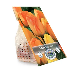 Tulipa Darwin Hybrid Daydream | Cappers 5 x 20 - image 3