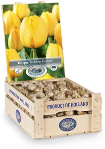 Tulipa Darwin Hybrid Golden Parade | 350 pce - image 2