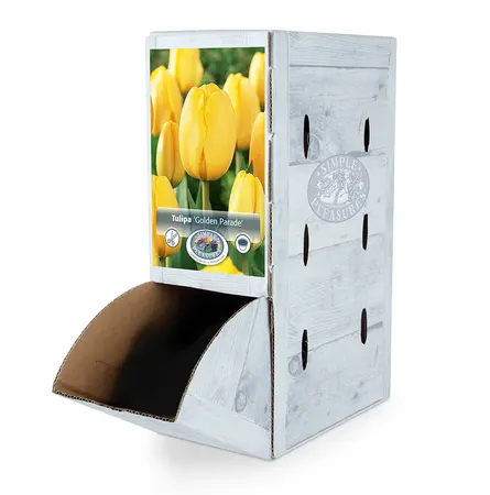 Tulipa Darwin Hybrid Golden Parade | 80 pce - image 2