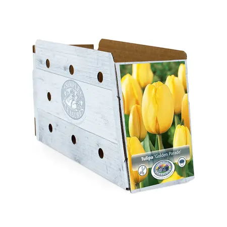 Tulipa Darwin Hybrid Golden Parade | Cappers 5 x 20 - image 2