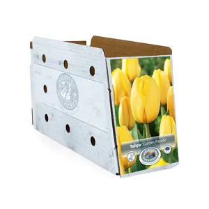 Tulipa Darwin Hybrid Golden Parade | Cappers 5 x 20 - image 2