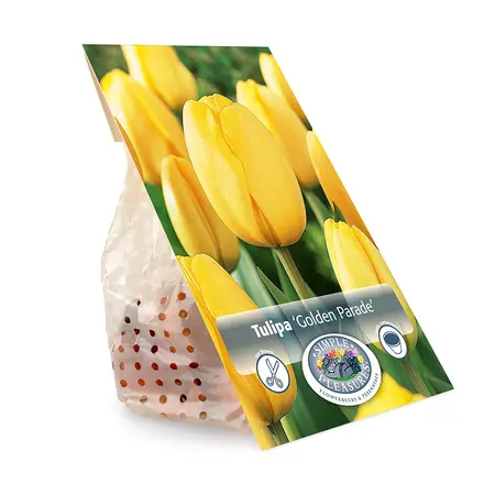 Tulipa Darwin Hybrid Golden Parade | Cappers 5 x 20 - image 3