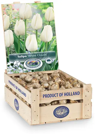 Tulipa Darwin Hybrid Hakuun | 350 pce - image 2