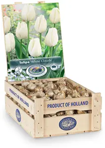 Tulipa Darwin Hybrid Hakuun | 350 pce - image 2