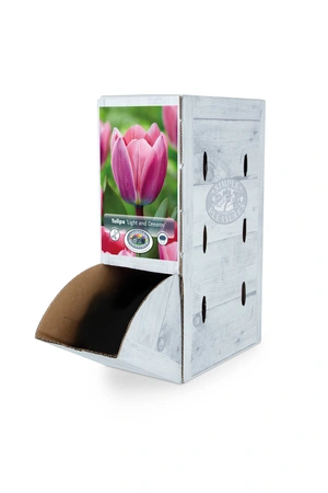 Tulipa Darwin Hybrid Light and Dreamy | 80 pce - image 2