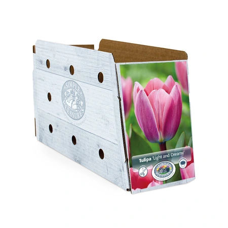 Tulipa Darwin Hybrid Light and Dreamy | Cappers 5 x 20 - image 2