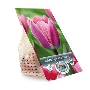 Tulipa Darwin Hybrid Light and Dreamy | Cappers 5 x 20 - image 3