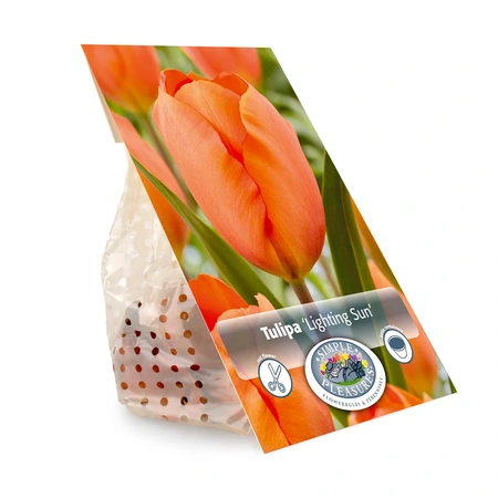 Tulipa Darwin Hybrid Lighting Sun | Cappers 5 x 20 - image 3