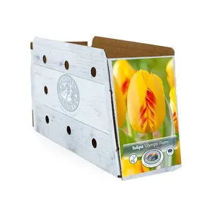 Tulipa Darwin Hybrid Olympic Flame | Cappers 5 x 20 - image 2