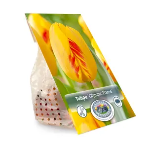 Tulipa Darwin Hybrid Olympic Flame | Cappers 5 x 20 - image 3