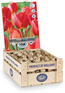 Tulipa Darwin Hybrid Oxford | 350 pce - image 2