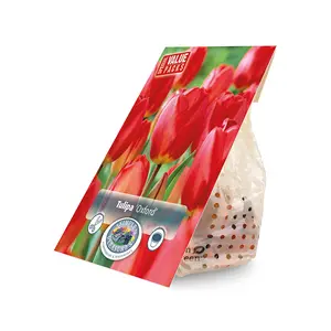 Tulipa Darwin Hybrid Oxford | Cappers 15 x 20 - image 2