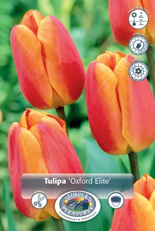 Tulipa Darwin Hybrid Oxford's Elite | 350 pce - image 1