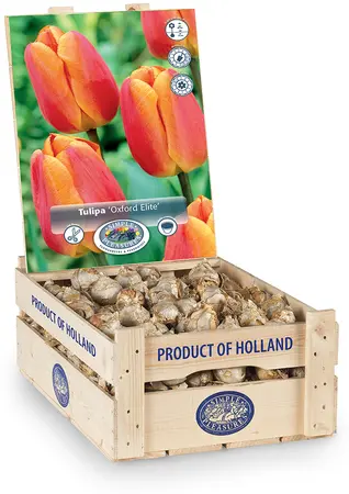 Tulipa Darwin Hybrid Oxford's Elite | 350 pce - image 2