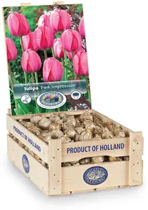 Tulipa Darwin Hybrid Pink Impression | 350 pcs - image 2