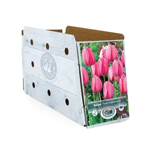 Tulipa Darwin Hybrid Pink Impression | Cappers 5 x 20 - image 2