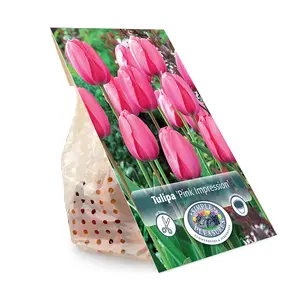 Tulipa Darwin Hybrid Pink Impression | Cappers 5 x 20 - image 3