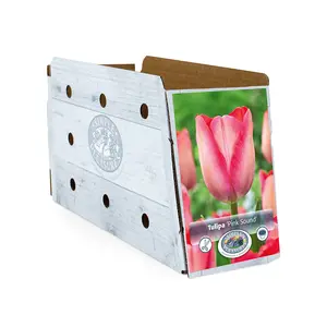 Tulipa Darwin Hybrid Pink Sound | Cappers 5 x 20 - image 2