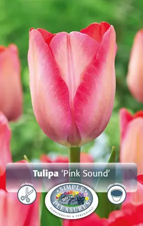 Tulipa Darwin Hybrid Pink Sound | Cappers 5 x 20 - image 1