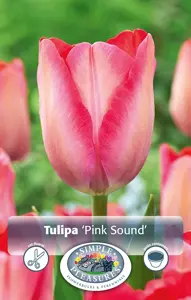 Tulipa Darwin Hybrid Pink Sound | Cappers 5 x 20