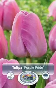 Tulipa Darwin Hybrid Purple Pride | 80 pce