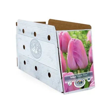 Tulipa Darwin Hybrid Purple Pride | Cappers 5 x 20 - image 2