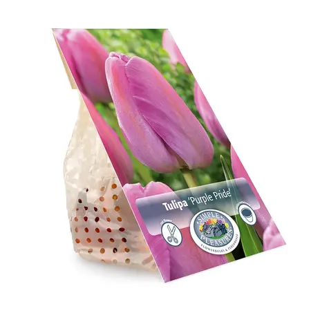 Tulipa Darwin Hybrid Purple Pride | Cappers 5 x 20 - image 3