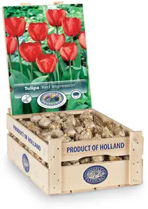 Tulipa Darwin Hybrid Red Impression | 350 pce - image 2