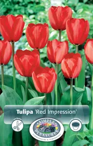 Tulipa Darwin Hybrid Red Impression | 80 pcs