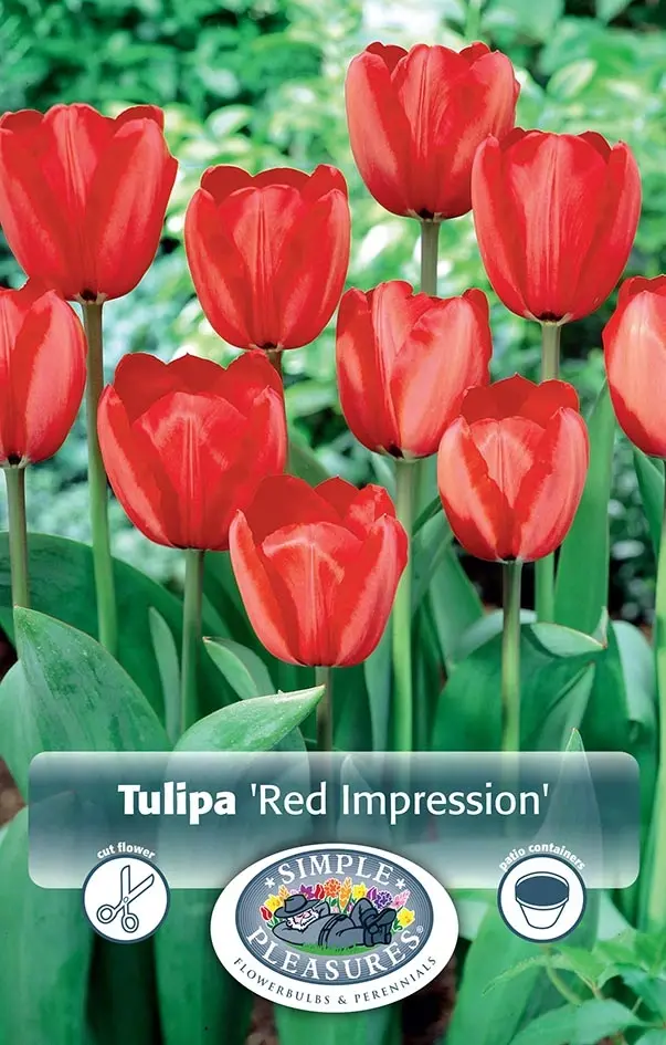 Tulipa Darwin Hybrid Red Impression | 80 pcs - De Vroomen