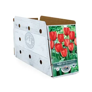 Tulipa Darwin Hybrid Red Impression | Capper 20 x 5 - image 2