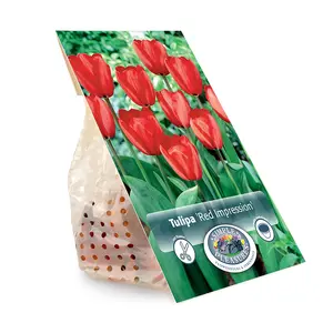 Tulipa Darwin Hybrid Red Impression | Capper 20 x 5 - image 3