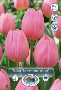 Tulipa Darwin Hybrid Salmon Impression | 350 pcs