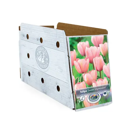 Tulipa Darwin Hybrid Sweet Impression | Cappers 5 x 20 - image 2
