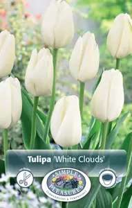 Tulipa Darwin Hybrid White Clouds (Hakuun) | 80 pcs