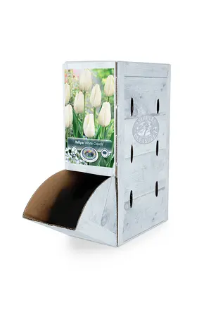 Tulipa Darwin Hybrid White Clouds (Hakuun) | 80 pcs - image 2