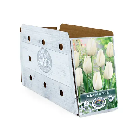 Tulipa Darwin Hybrid White Clouds (Hakuun) | Capper 20 x 5 - image 2