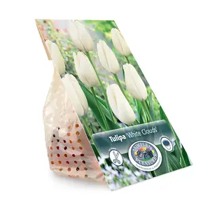 Tulipa Darwin Hybrid White Clouds (Hakuun) | Capper 20 x 5 - image 3