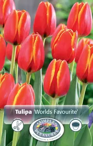 Tulipa Darwin Hybrid World's Favourite | 80 pcs