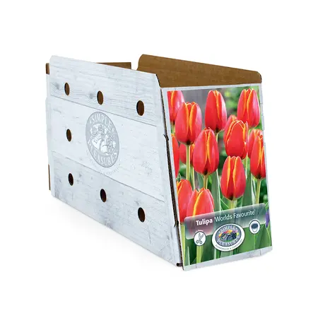 Tulipa Darwin Hybrid World's Favourite | Capper 20 x 5 - image 2