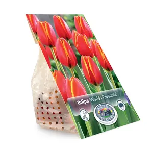 Tulipa Darwin Hybrid World's Favourite | Capper 20 x 5 - image 3