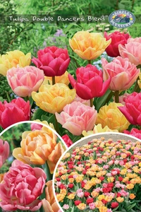 Tulipa Double Dancers Blend | Bags 12 x 25 - image 3