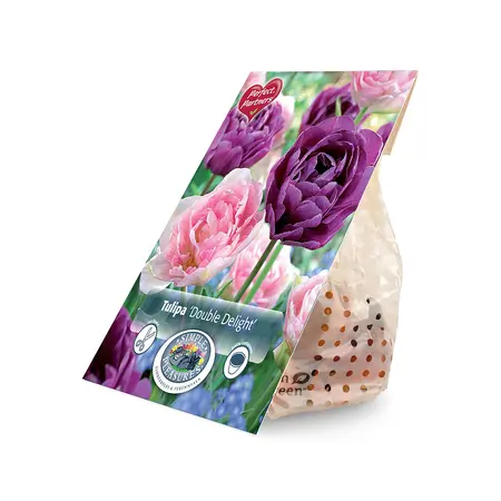 Tulipa Double Delight | Capper 20 x 8 - image 2