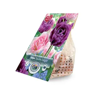 Tulipa Double Delight | Capper 20 x 8 - image 2